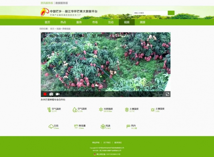 丽江芒果有了“身份证” 轻轻一扫可溯源 (3).jpg