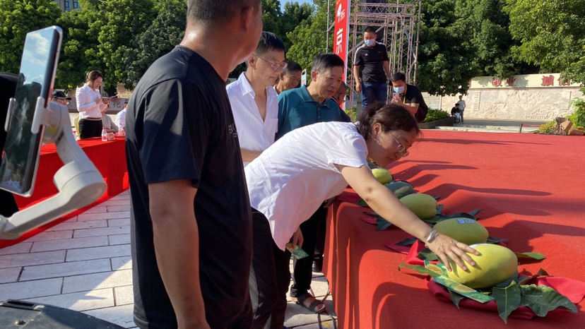 芒果上台争霸 今年华坪芒果王结果出炉