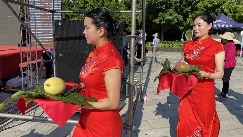 芒果上台争霸 今年华坪芒果王结果出炉
