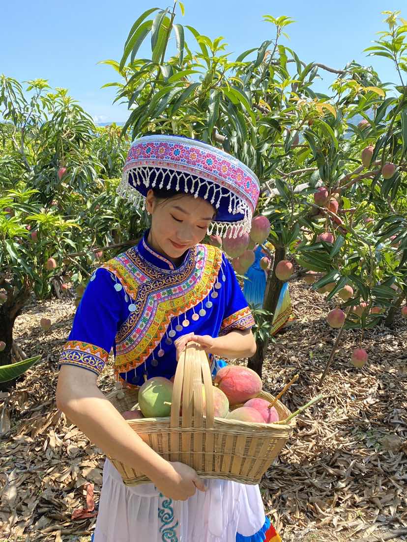 华坪果子山上芒果压满枝头  这是不是你想要的芒果自由？