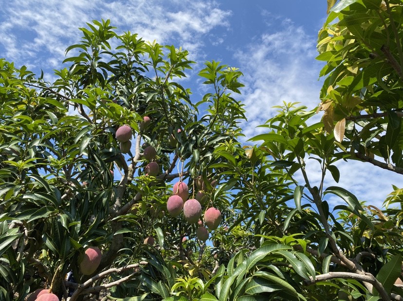 华坪果子山上芒果压满枝头  这是不是你想要的芒果自由？