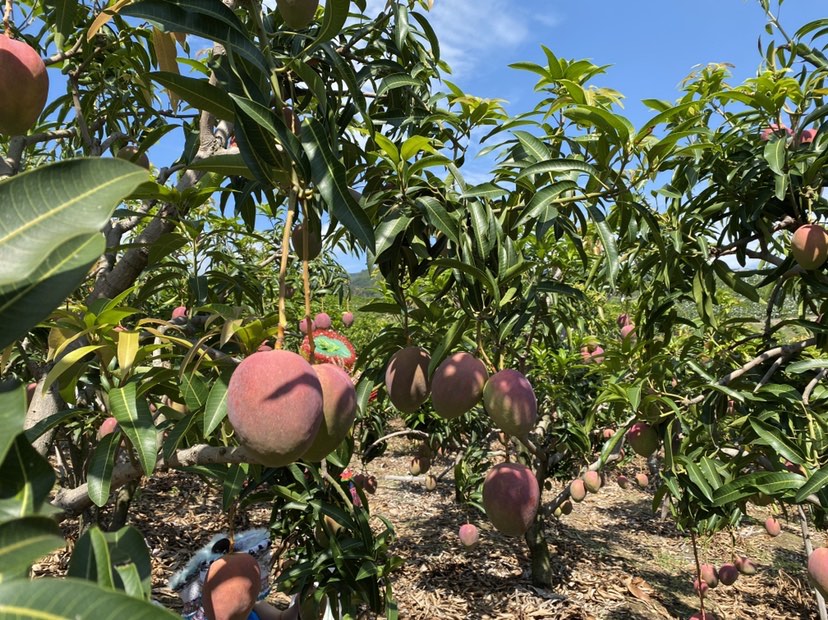 华坪果子山上芒果压满枝头  这是不是你想要的芒果自由？