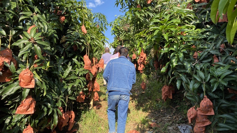 华坪果子山上芒果压满枝头  这是不是你想要的芒果自由？