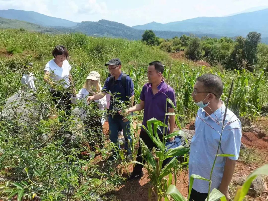 丽江首个植物新品种通过国家审查