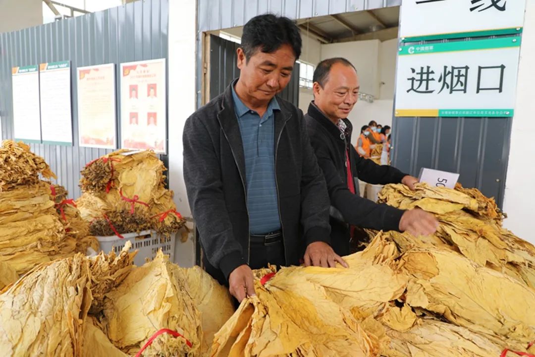 九河烟站开仓，玉龙县烟叶收购工作正式启动！