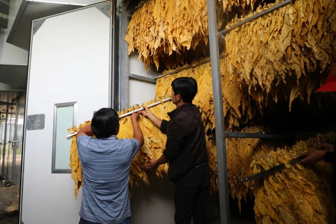 九河烟站开仓，玉龙县烟叶收购工作正式启动！