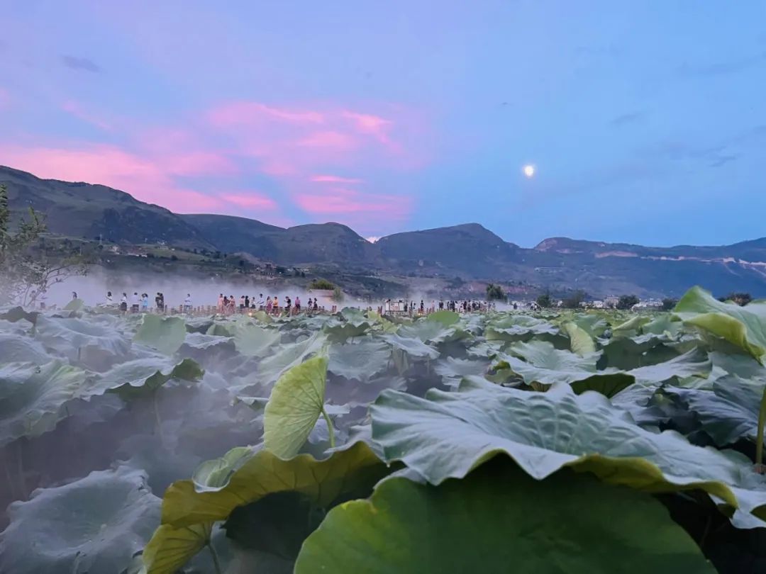 永胜县首届三川荷花季圆满落幕 (1).jpg
