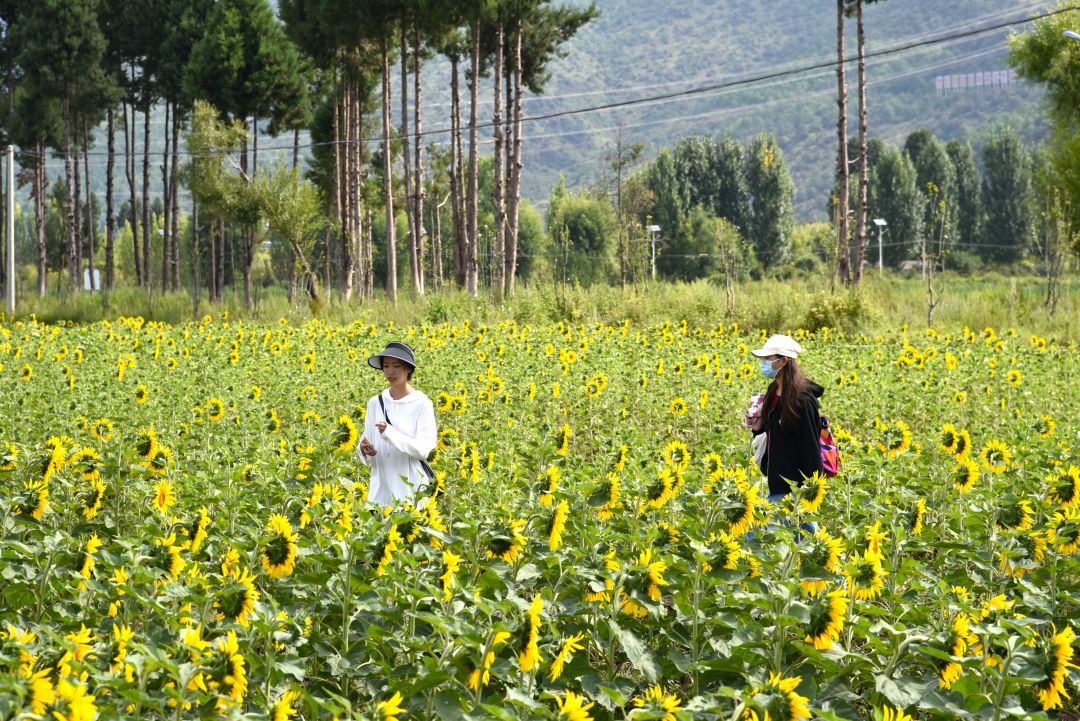 古城区开南街道200余亩油葵花开正艳.jpg