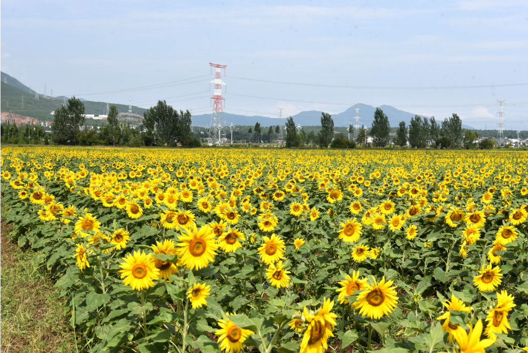 古城区开南街道200余亩油葵花开正艳.png