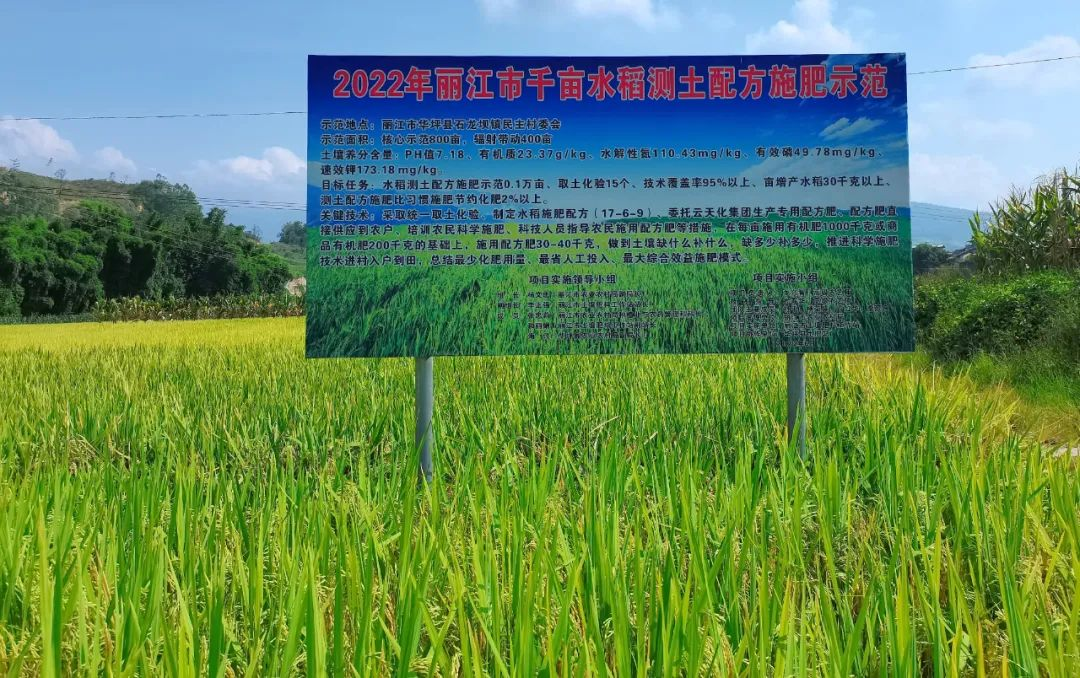 丽江市千亩水稻测土配方施肥示范项目成效明显
