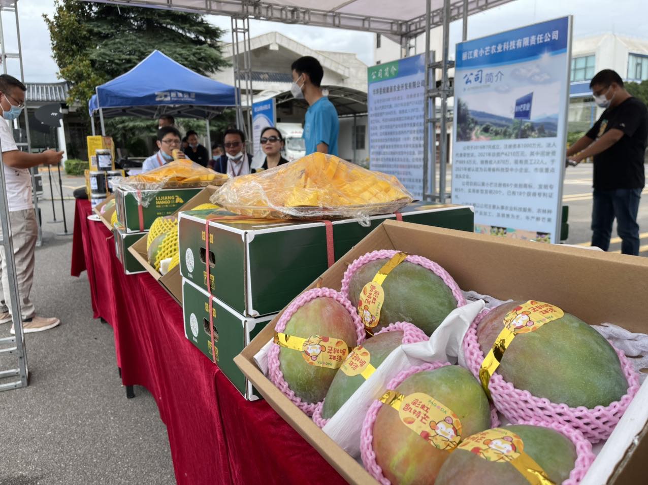 丽江芒果首次启航蓝天，农产品流通提速 (6).jpg