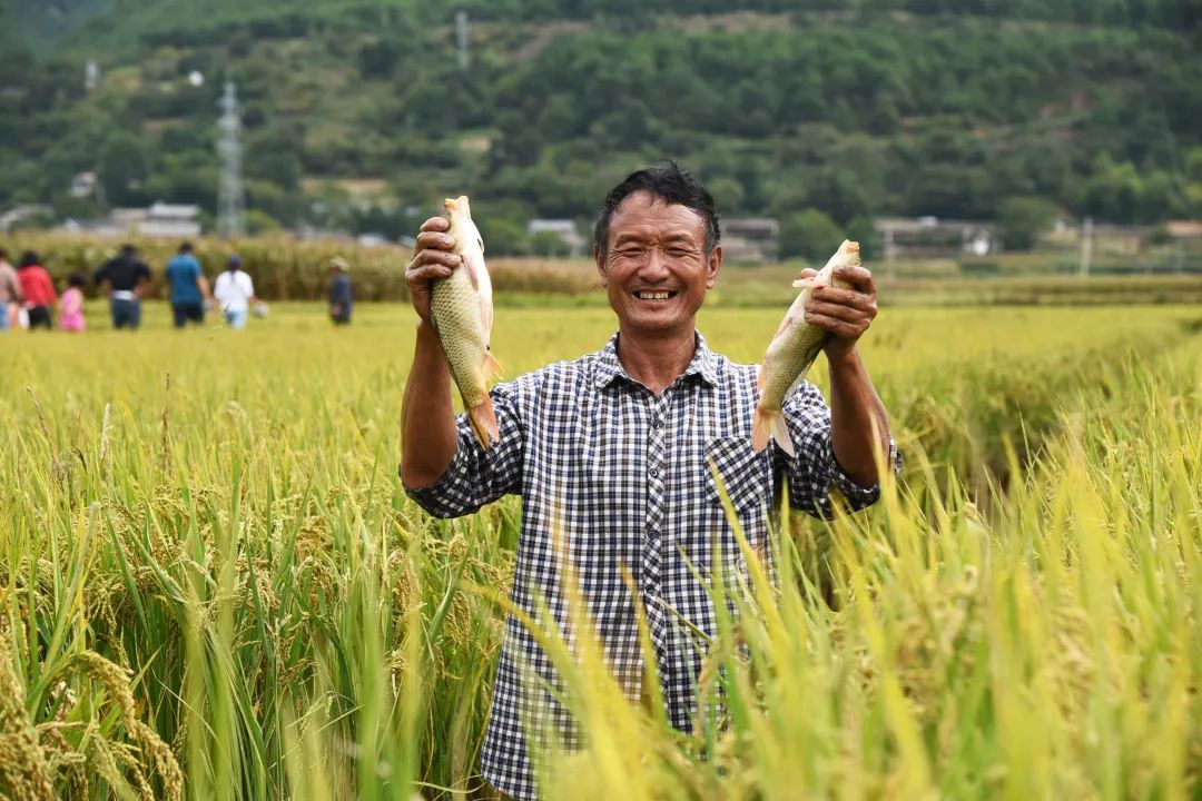 玉龙县九河乡稻田抓鱼庆丰收1.jpg