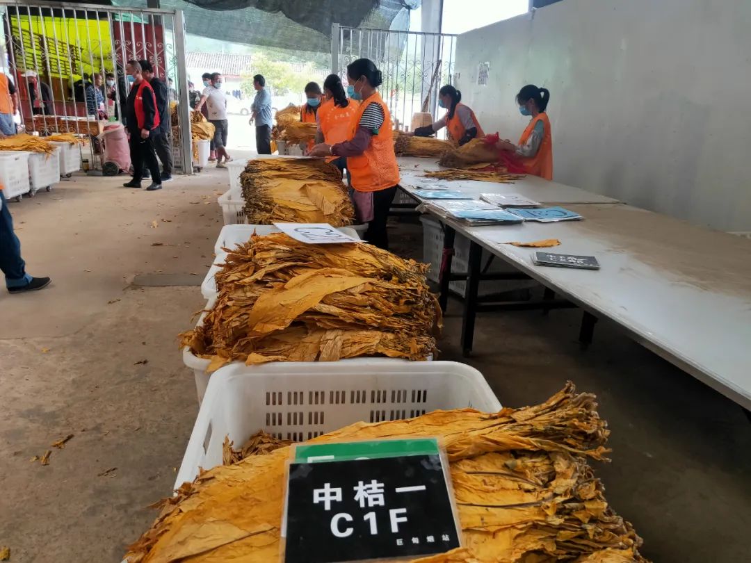 实现产值7277万元，烤烟助力玉龙县巨甸镇增收致富！
