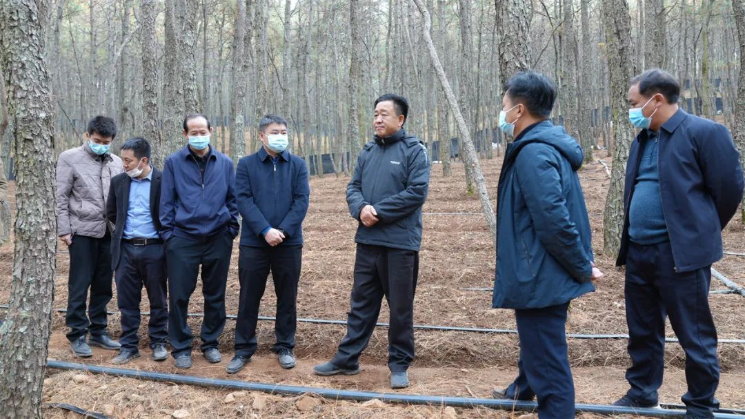 和永宏调研食用菌产业发展要求：强化技术支撑，稳步推进永胜食用菌产业健康发展