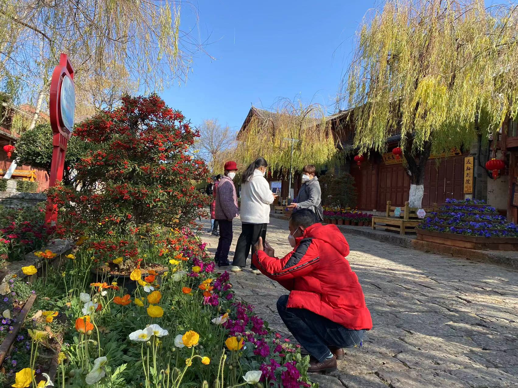 花都开好了  春节来丽江古城吧！ (6).jpg