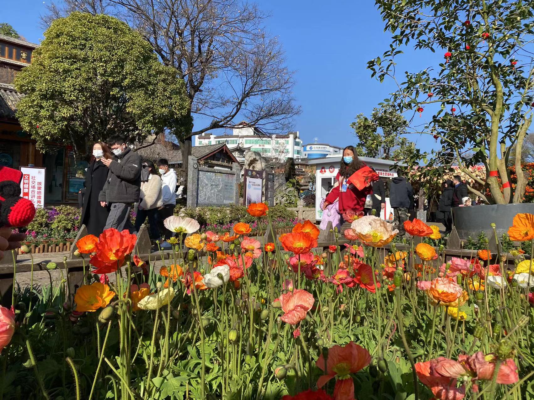 花都开好了  春节来丽江古城吧！ (7).jpg