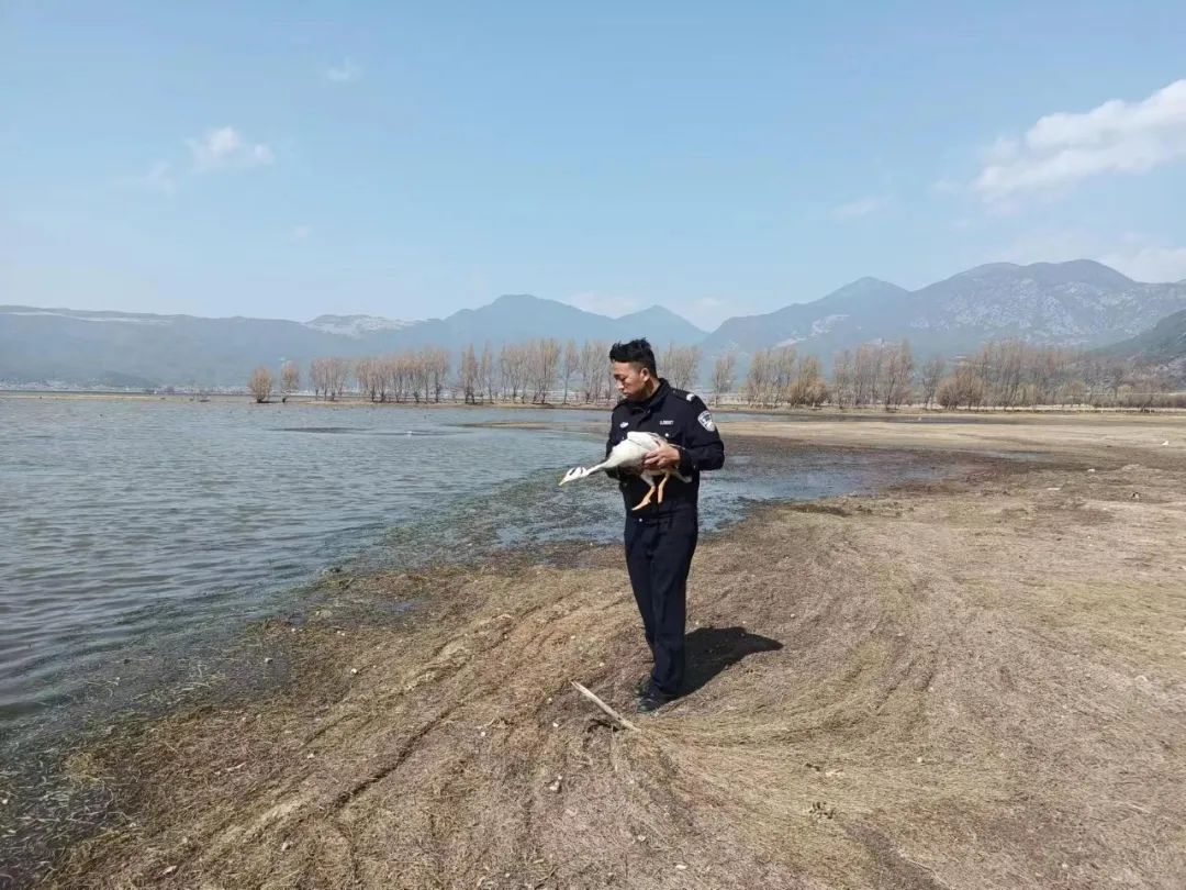 贪吃斑头雁误入居民菜棚.jpg