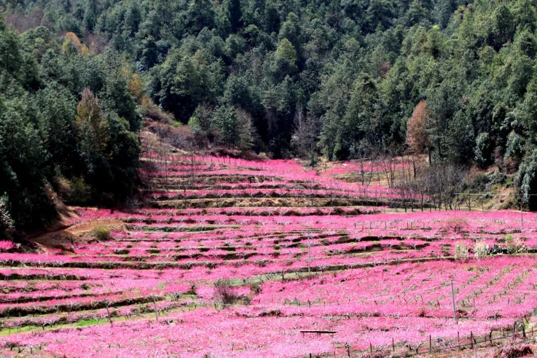 石鼓检木科桃花盛放   快来打卡 (2).jpg
