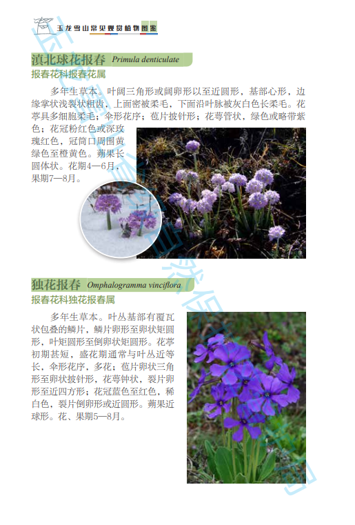 《玉龙雪山常见观赏植物图鉴》正式出版.png