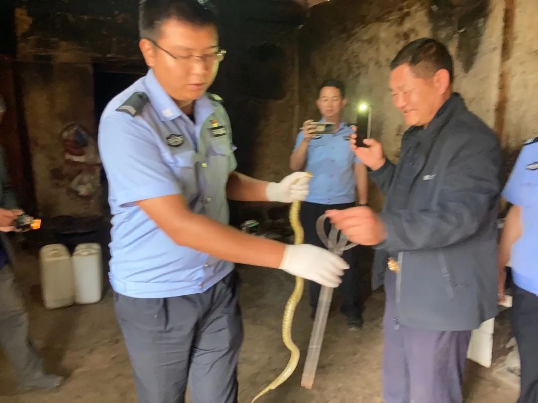 蛇出没 民警徒手捕捉.jpg