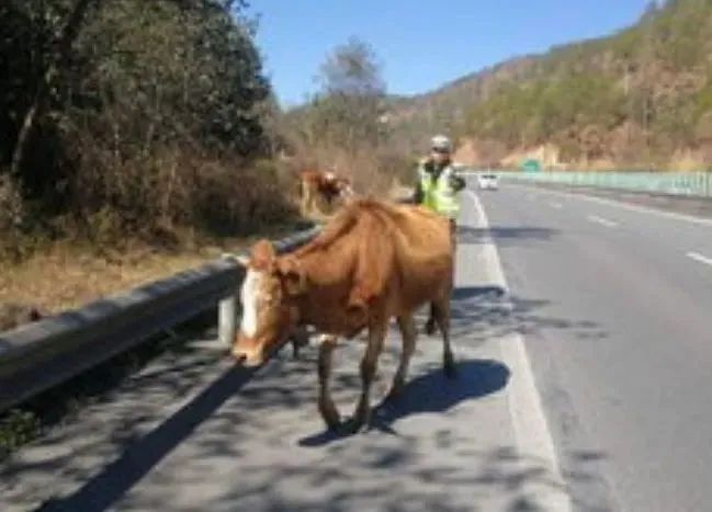 图片与文章无关