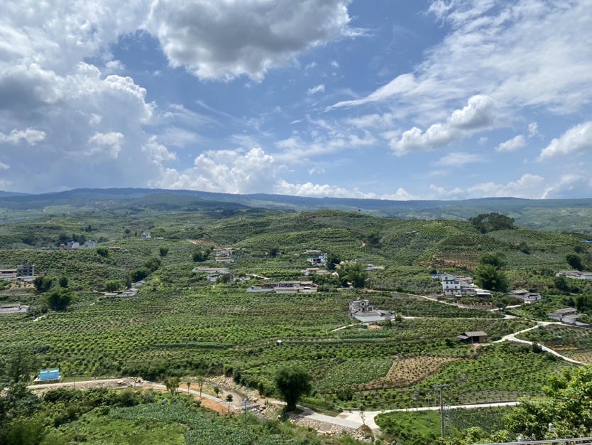 华坪芒果好“丰”景   快来品尝这一口丽江香甜 1.JPG.JPG
