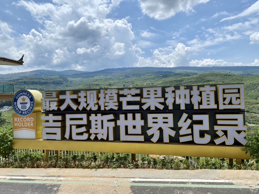 华坪芒果好“丰”景   快来品尝这一口丽江香甜 2.JPG.JPG