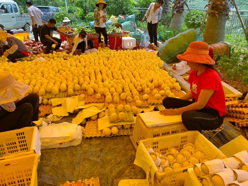 华坪芒果好“丰”景   快来品尝这一口丽江香甜 3.JPG.JPG