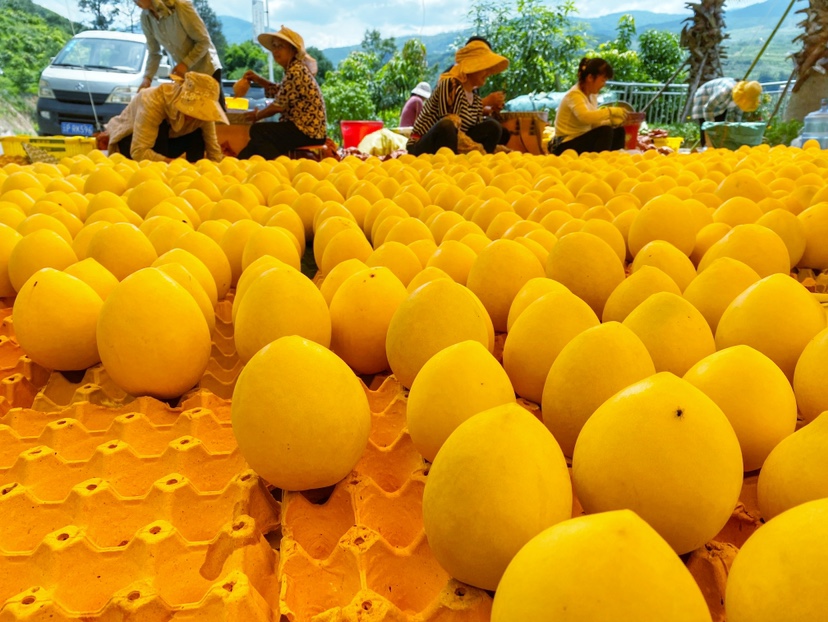 华坪芒果好“丰”景   快来品尝这一口丽江香甜 5JPG.JPG