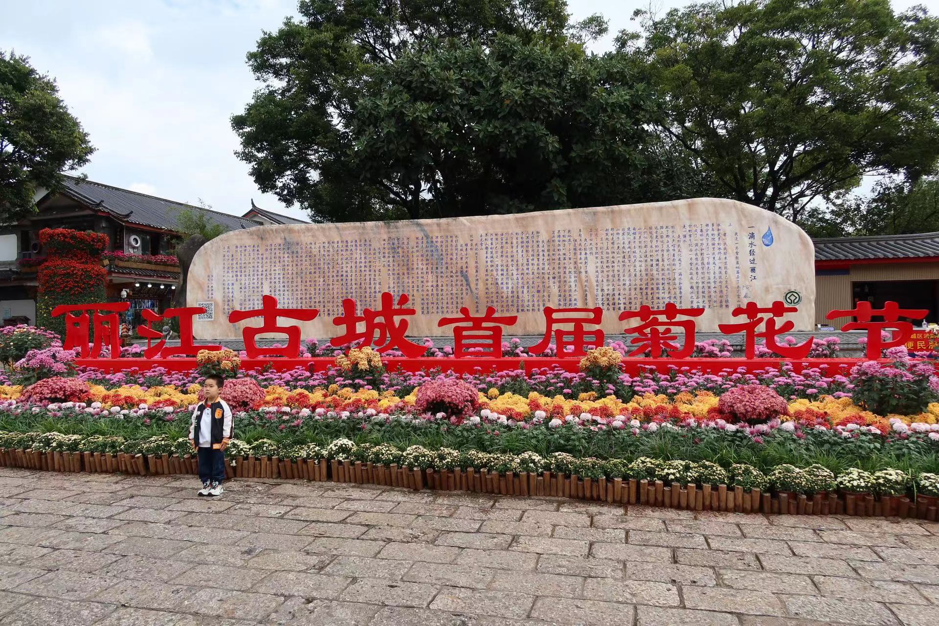 丽江古城菊花盛放  趁着假期快来打卡！ (1).jpg