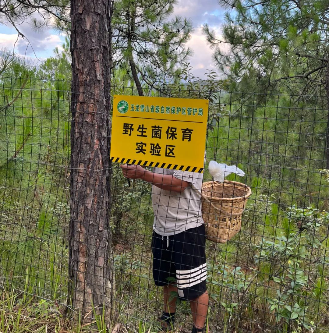 松露引种培育实验在丽江取得突破性进展.jpg