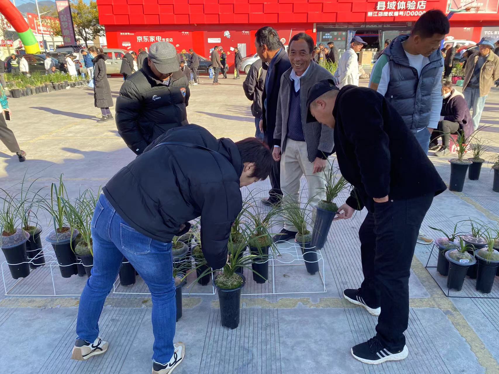 丽江兰花街子天开街  每月逢八来赏兰 (3).jpg