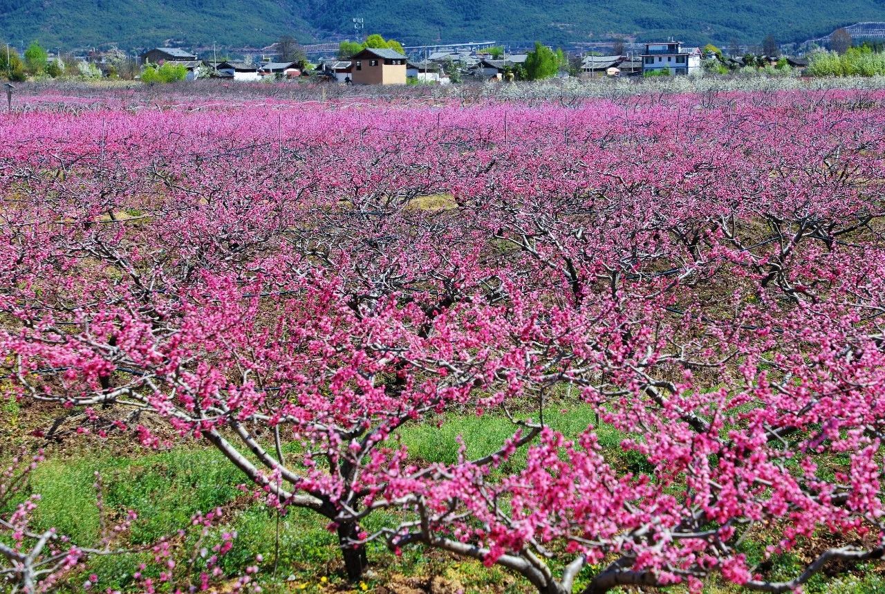 拉市镇第三届桃花节01.jpg