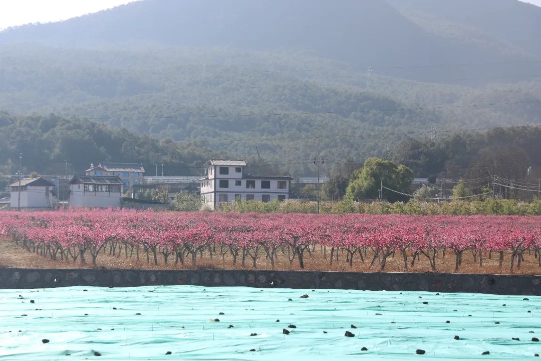 拉市镇第三届桃花节盛大开幕03.jpg