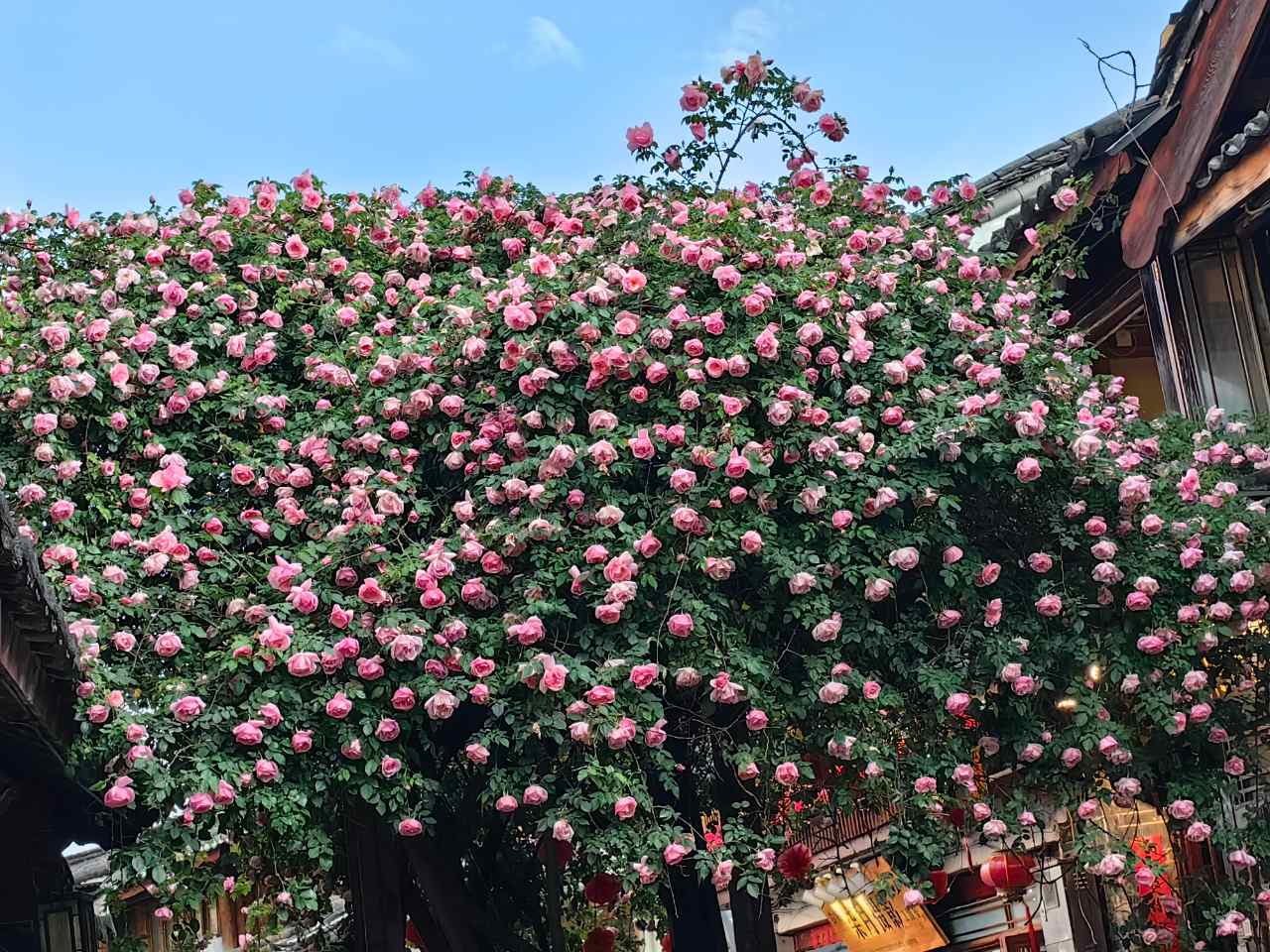 丽江古城粉色蔷薇浓情绽放16.jpg