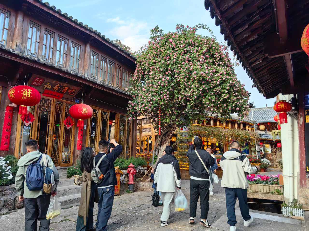 丽江古城粉色蔷薇浓情绽放21.jpg