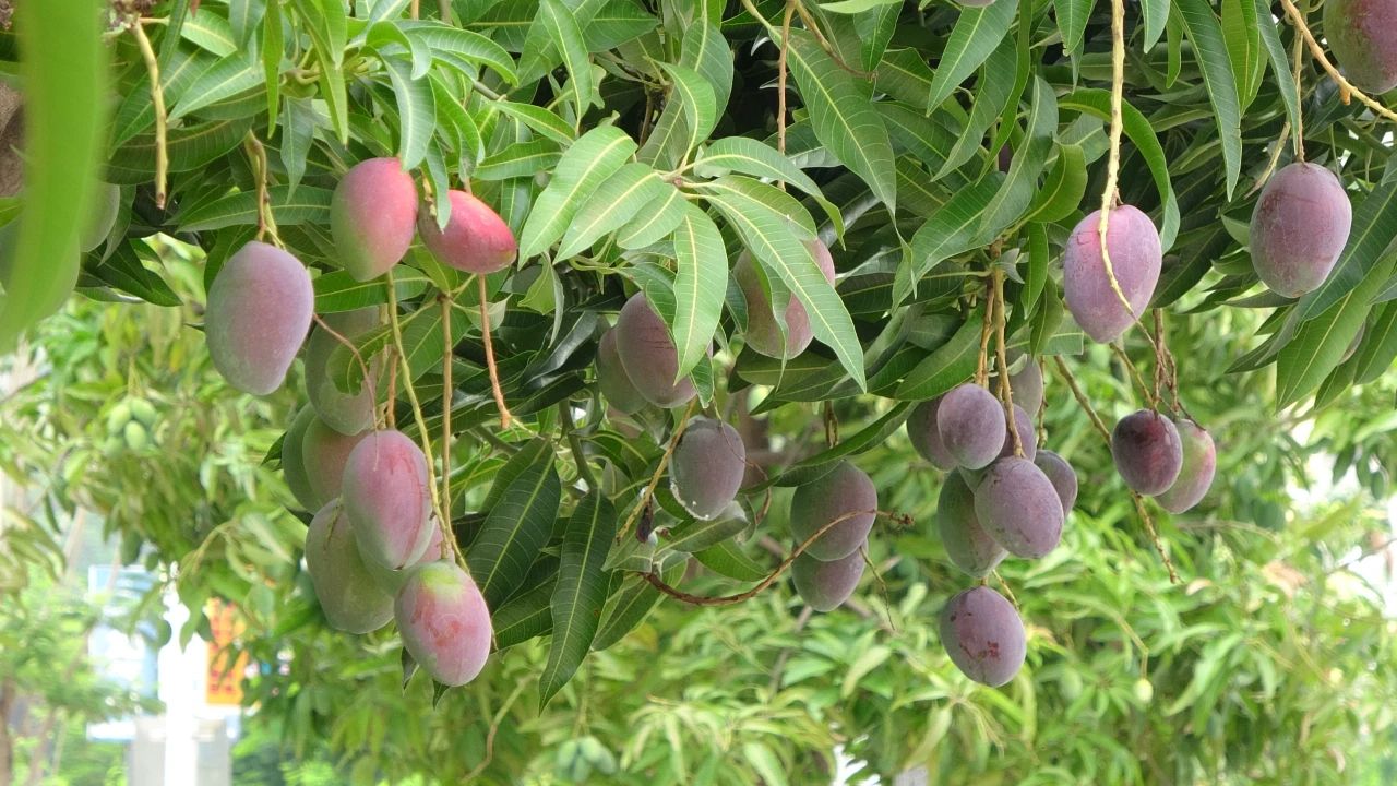 芒果飘香 扮靓华坪街头01.jpg