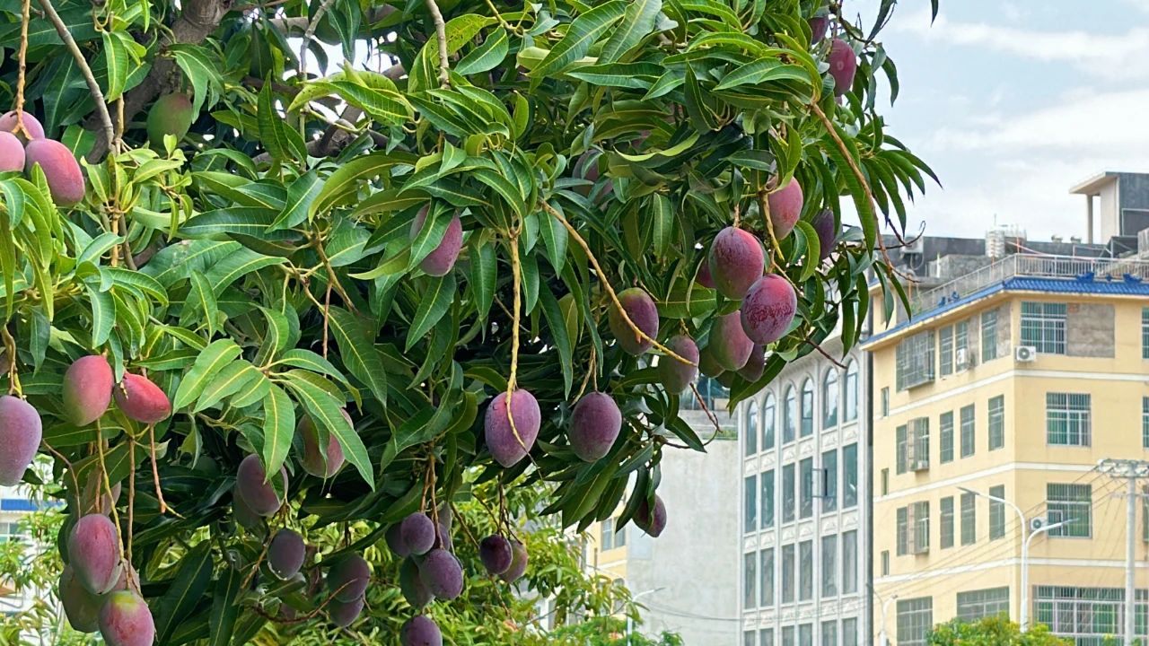 芒果飘香 扮靓华坪街头02.jpg