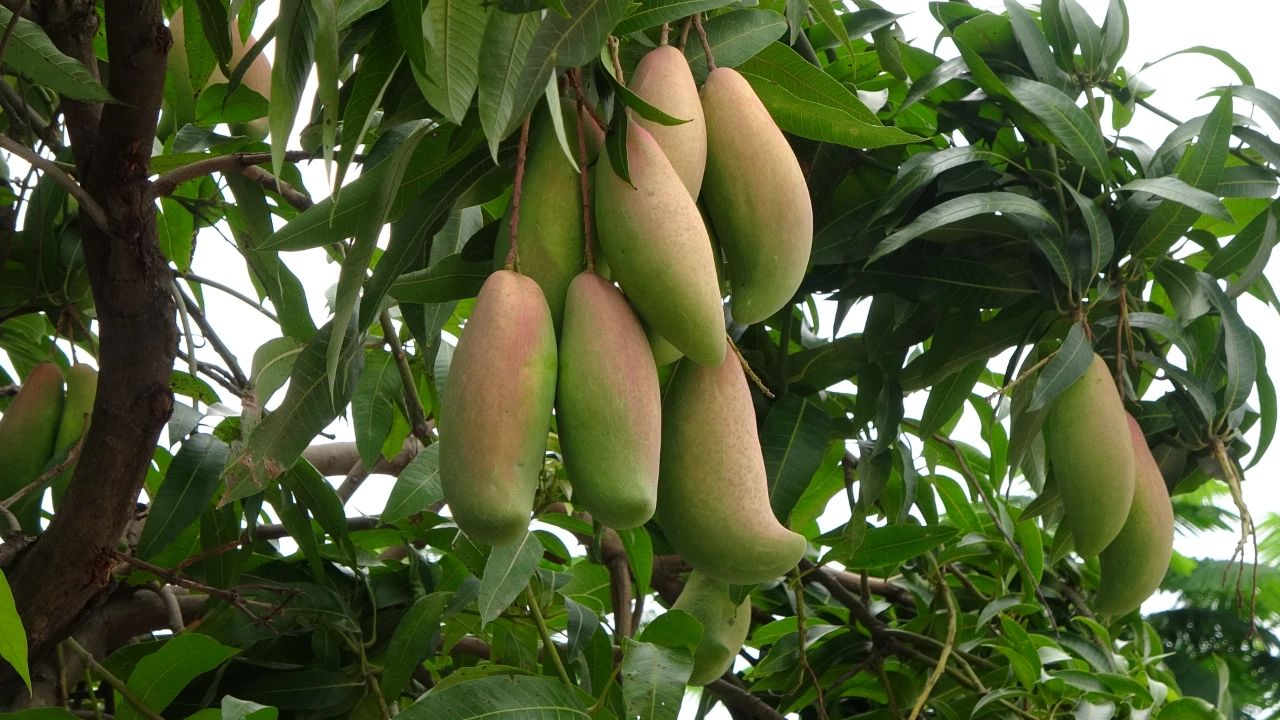 芒果飘香 扮靓华坪街头03.jpg