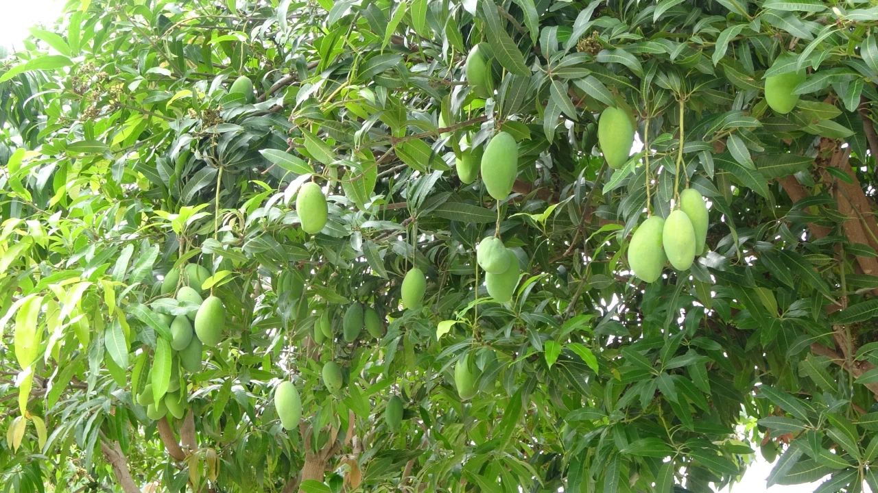 芒果飘香 扮靓华坪街头04.jpg