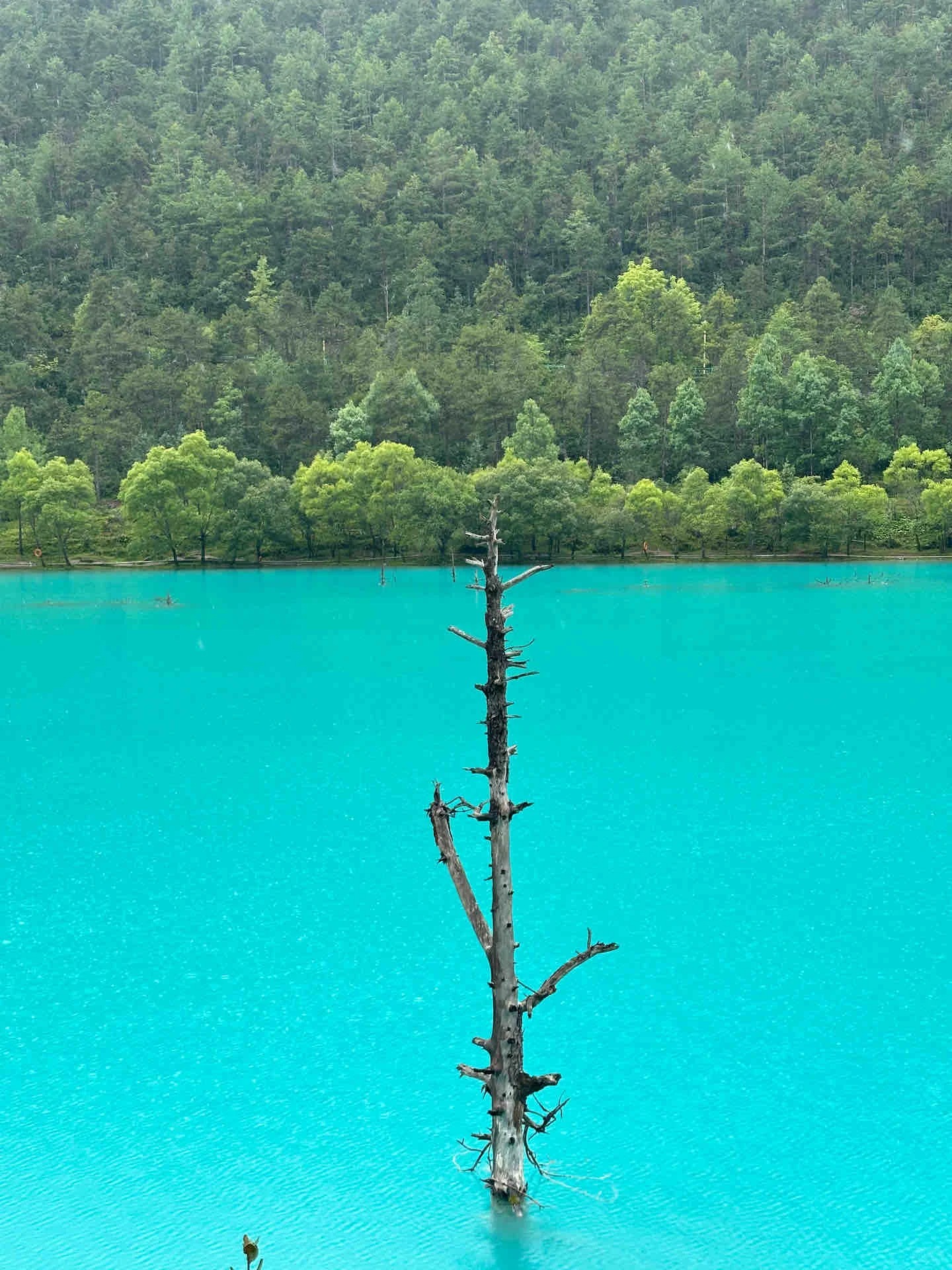 玉龙雪山玩法多，别只盯着大索道，蓝月谷云杉坪也很美05.jpg