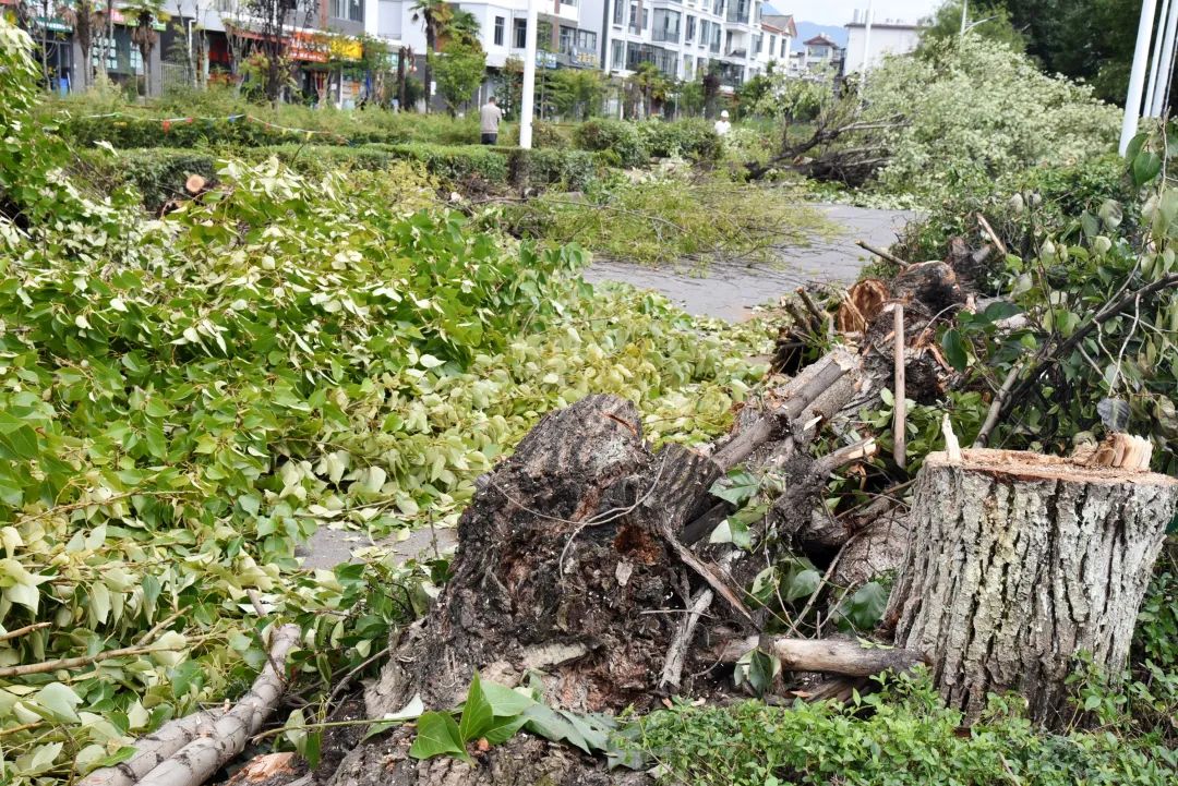 交通管控、清除树木！丽江南口路改扩建行道树迁移施工有序进行05.jpg