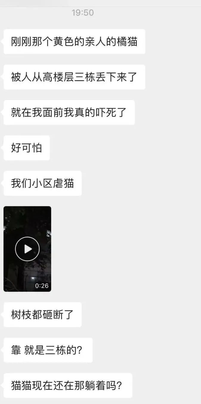 外卖员从26楼将流浪猫扔下摔死！律师：或涉高空抛物罪02.jpg