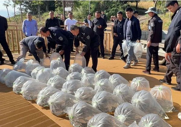 百万资金助力！丽江程海湖首次放流程海白鱼01.png