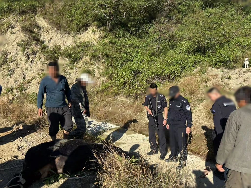 疯牛失控伤人，丽江警方迅速击毙除隐患1.jpg