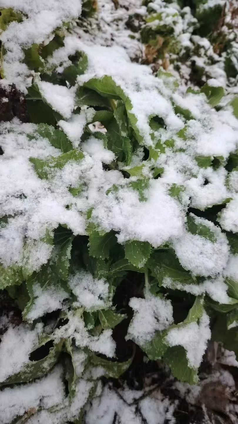 中到大雪！预计26～28日丽江将有一次寒潮天气过程.jpg