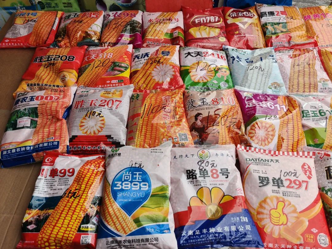 春耕备耕先保种，丽江强化种子监管护航粮食安全2.jpg