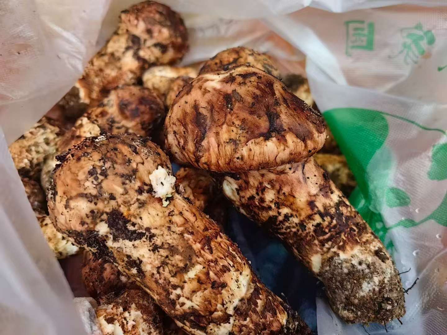 丽江“吃菌季”开启，“头波菌”已上市5.jpeg