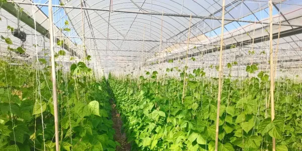 春节供应有保障，群众增收有门路！永胜涛源大棚绿意中的“双赢账本”