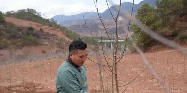 春忙果园里 增收底气足 宁蒗“金苹果”甜透小凉山乡亲心